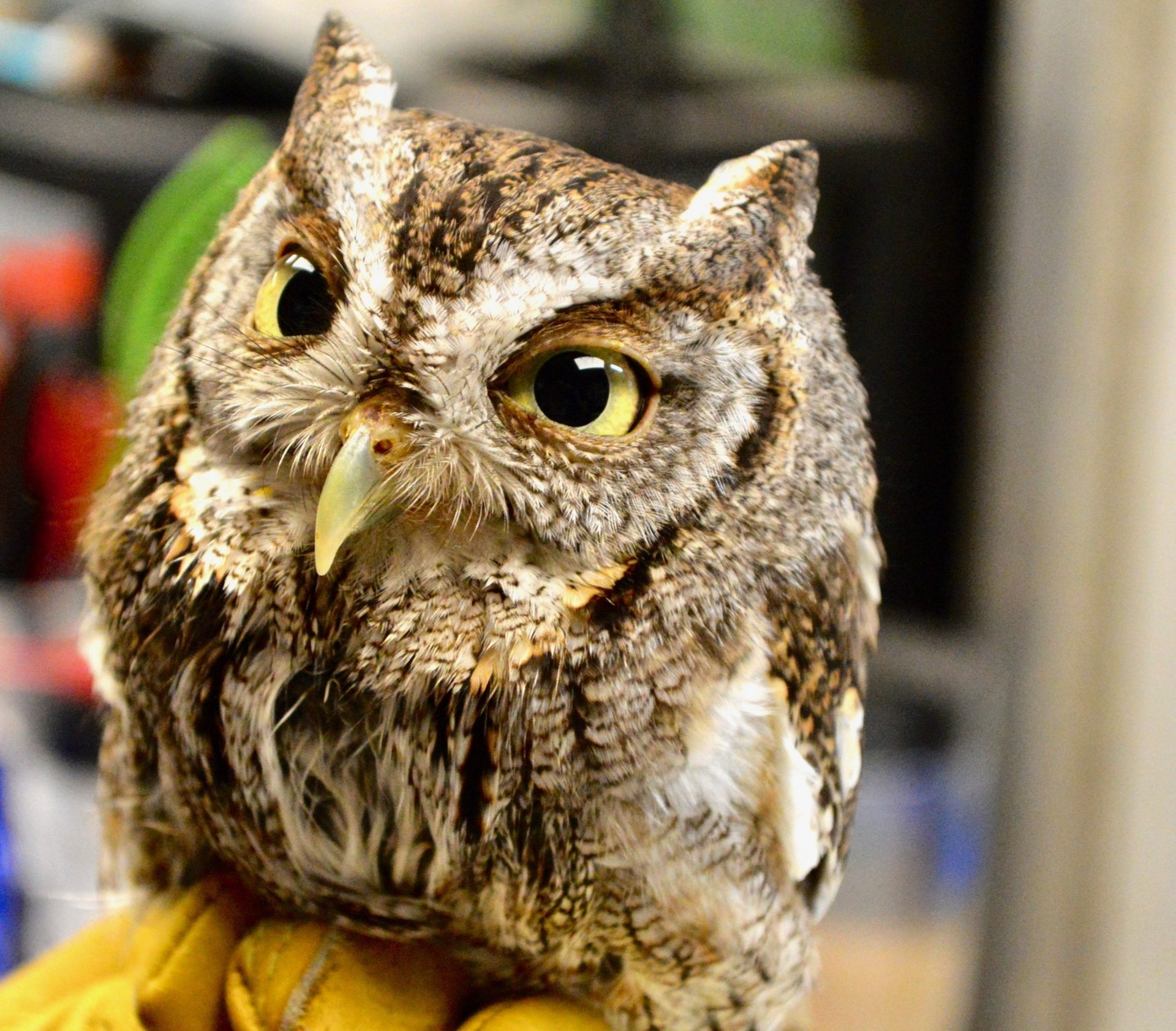 Screech Owl 