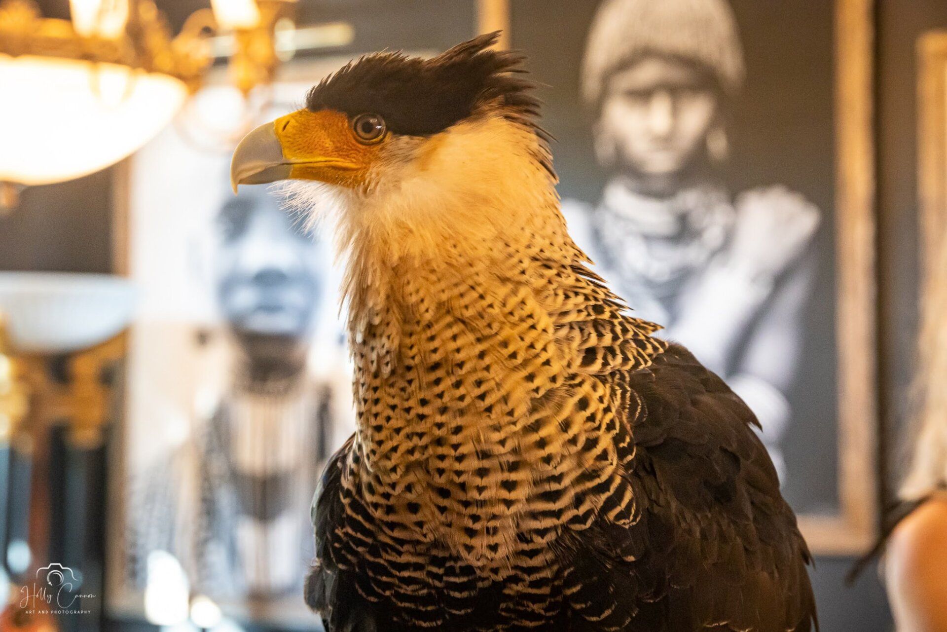 crested caracara
