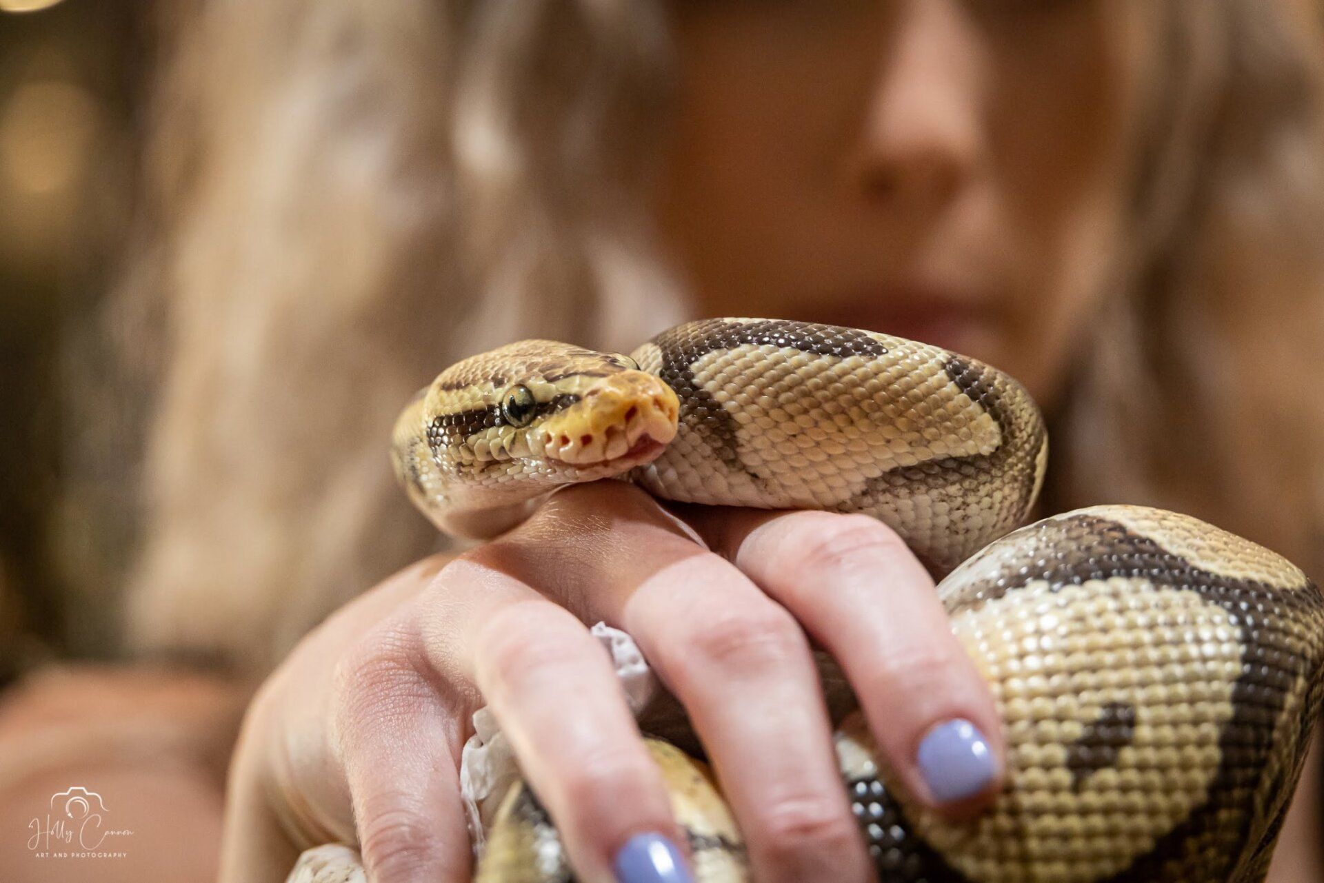 Ball python