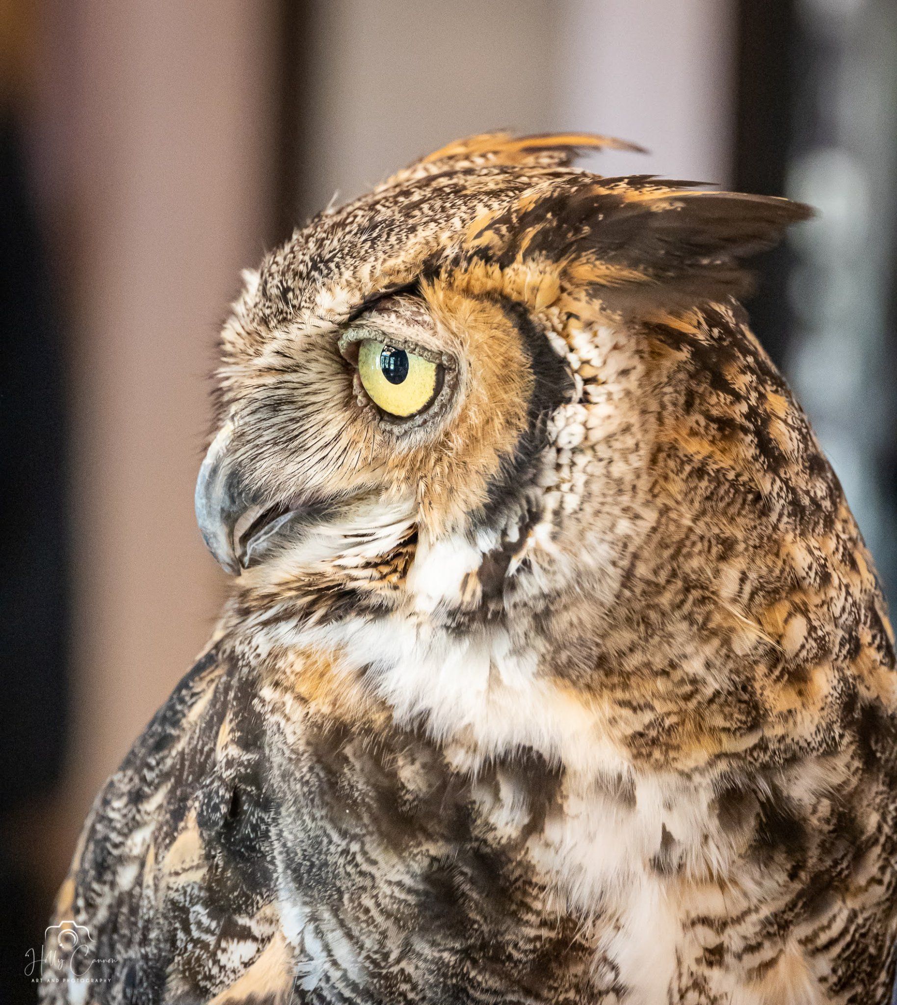 great horned owl