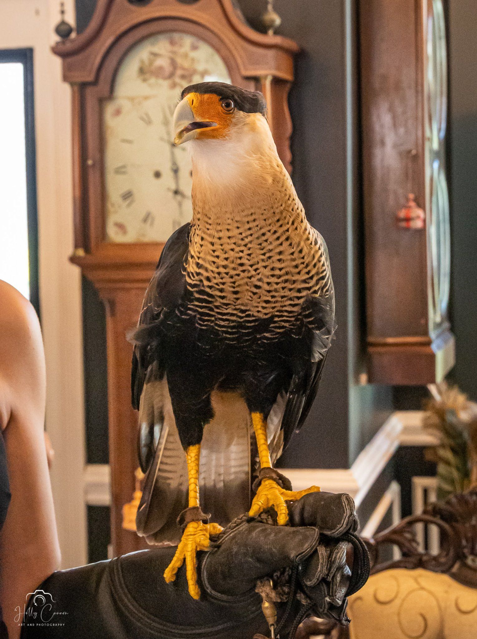 crested caracara
