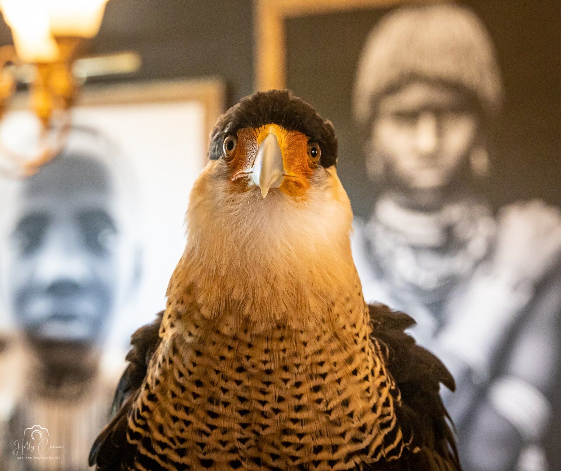 crested caracara