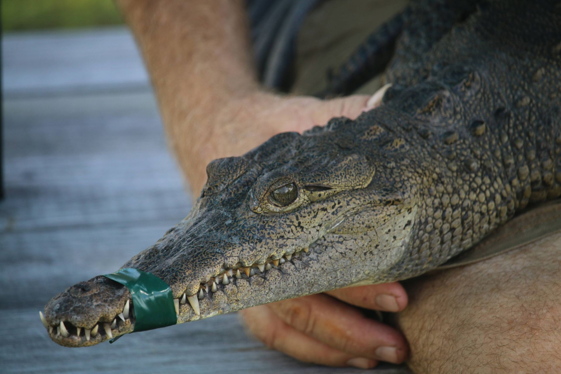 American Crocodile