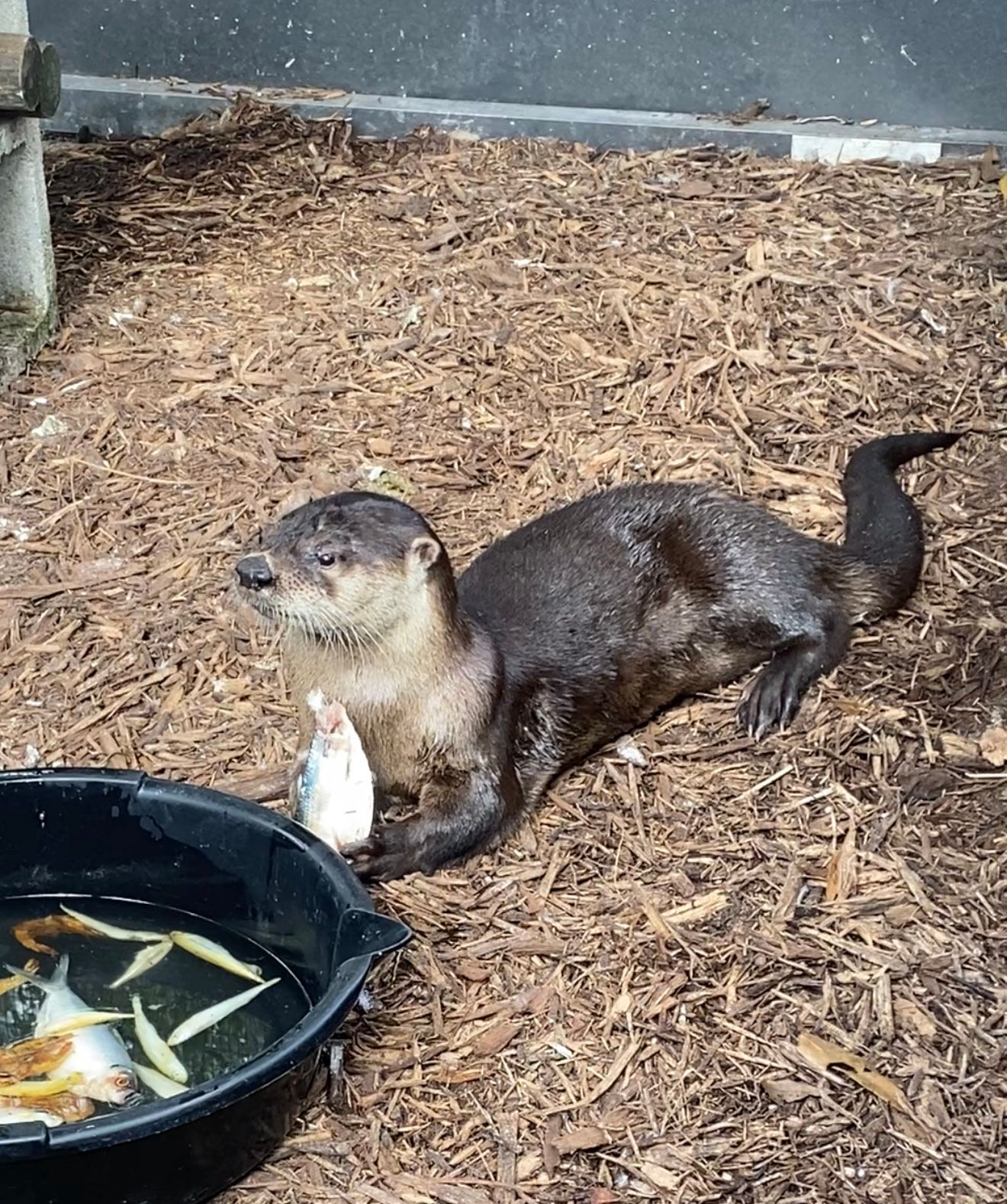 Otter