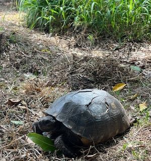 Gopher Tort
