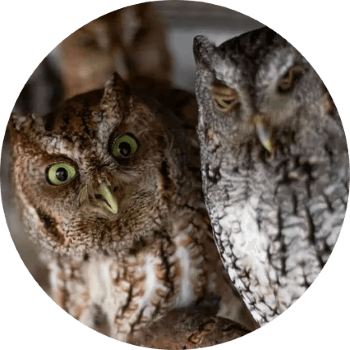 two screech owls
