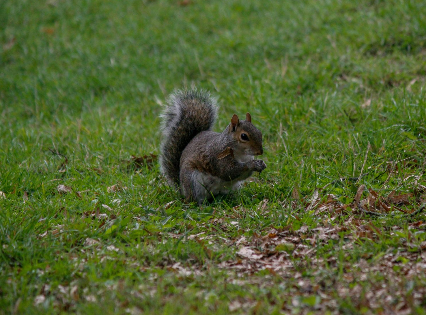 Squirrel