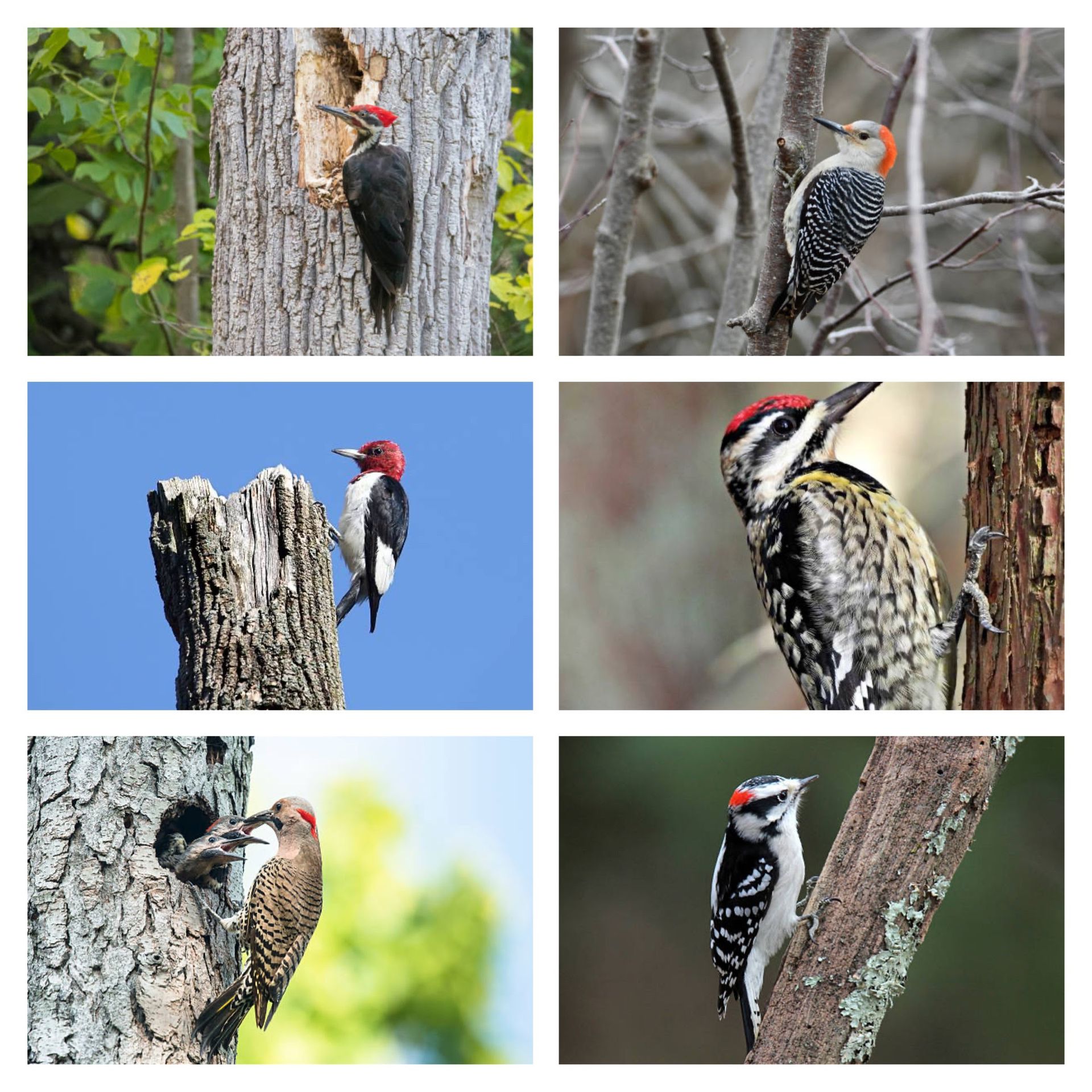 6 native woodpeckers