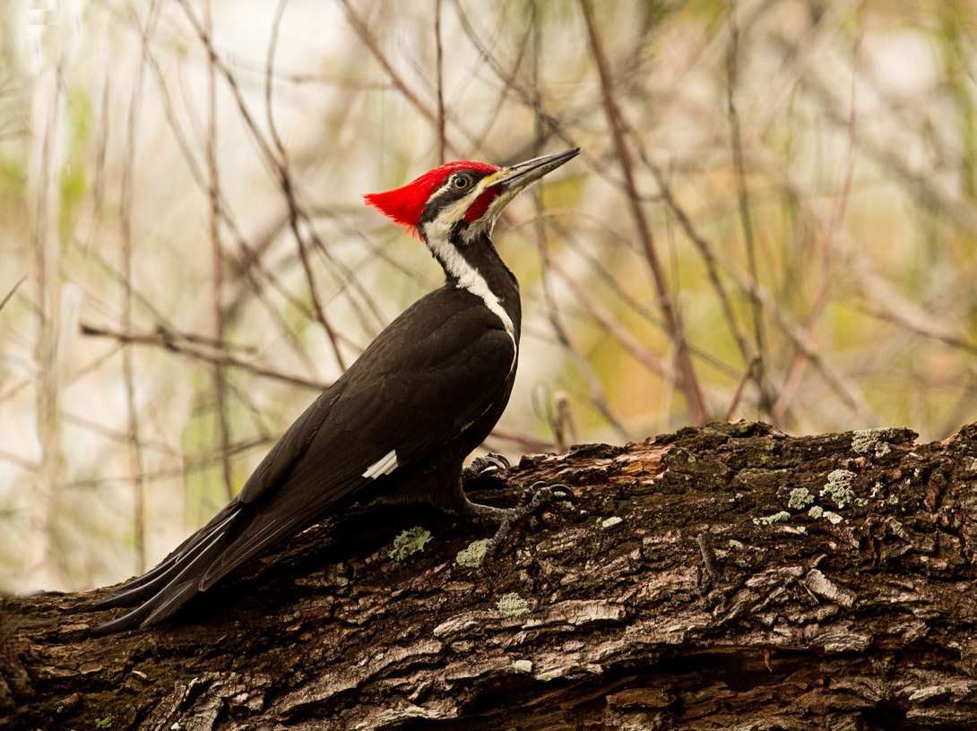 Pileated Woodpecker