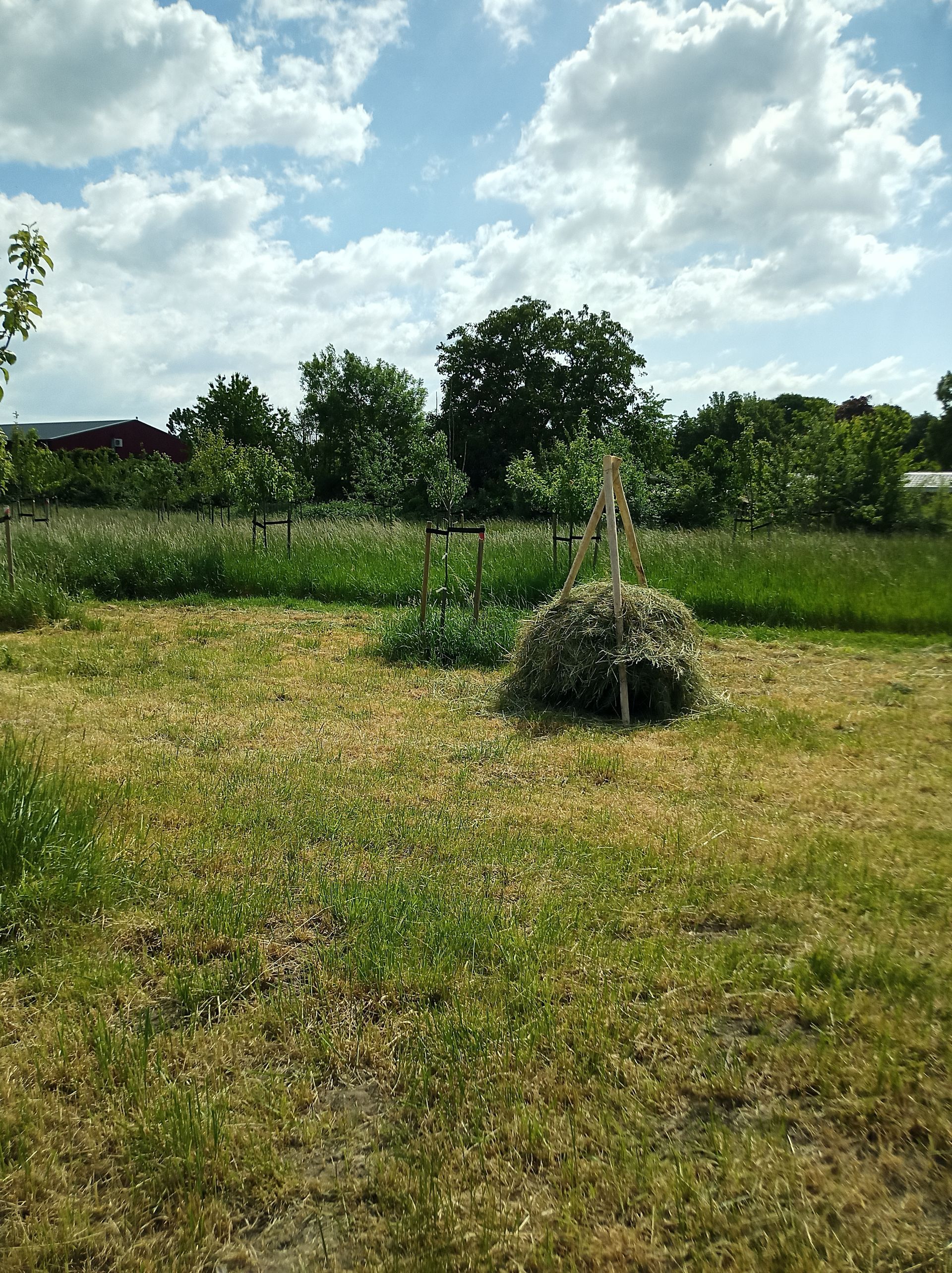 Een grasveld met een kleine struik onder een bewolkte hemel, in de verte begrensd door bomen.