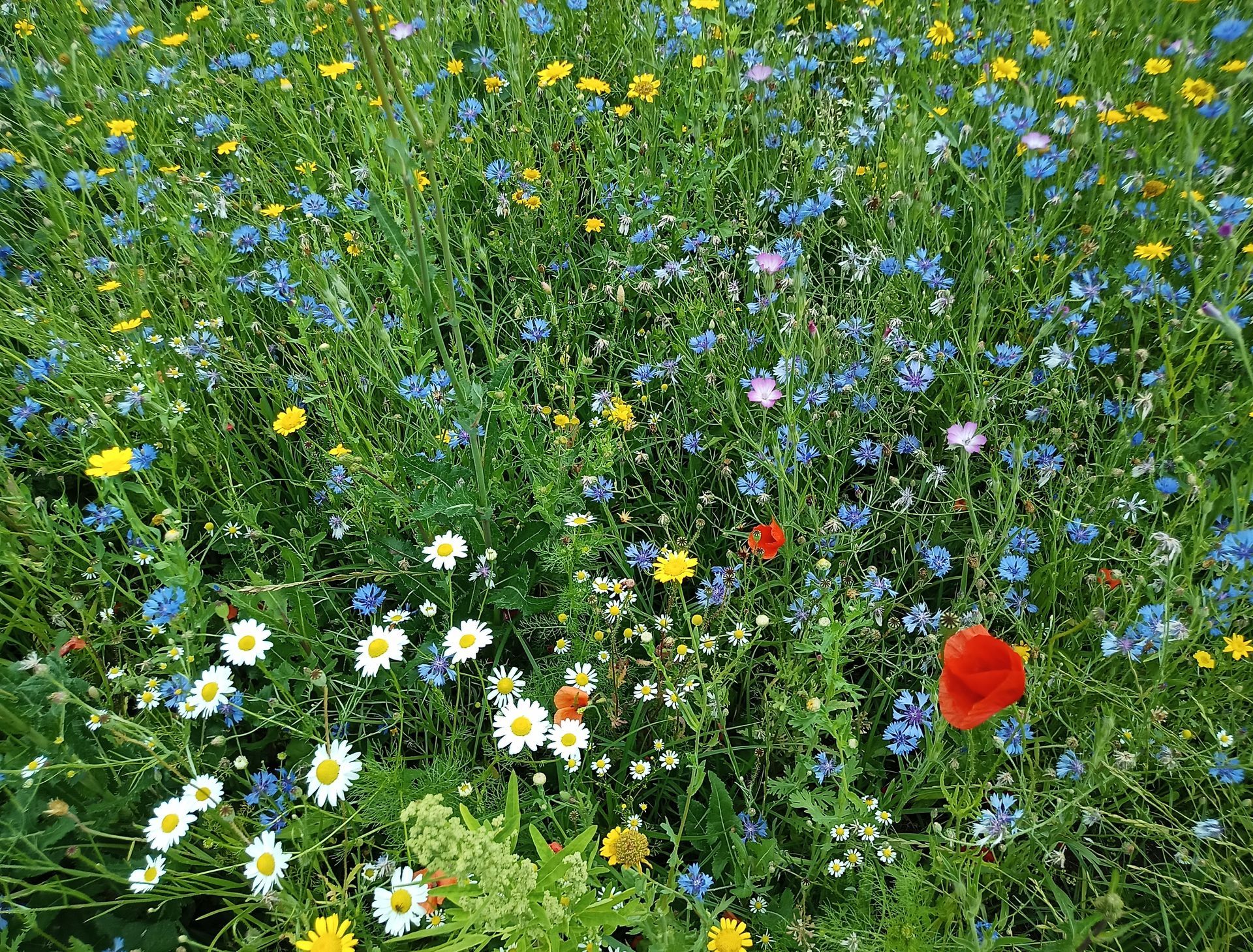 Een weide vol wilde bloemen met witte madeliefjes, gele bloesems, blauwe bloemen en een rode klaproos.