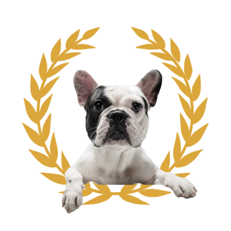 A French Bulldog — North Las Vegas, NV — King’s Corner