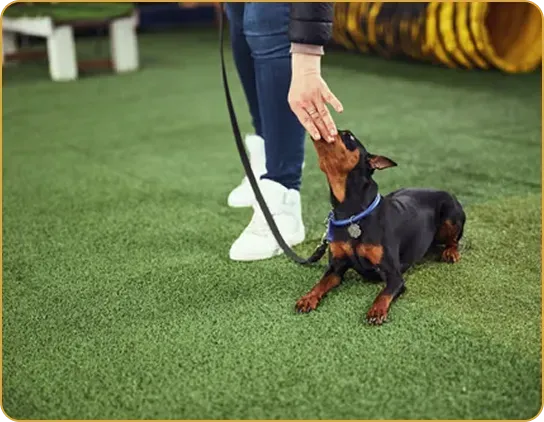 Why Local Dog Trainers Matter