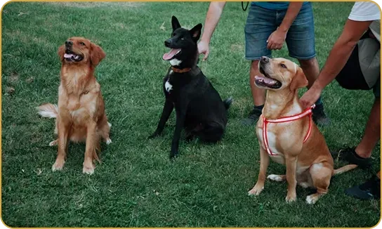 Local Dog Trainers
