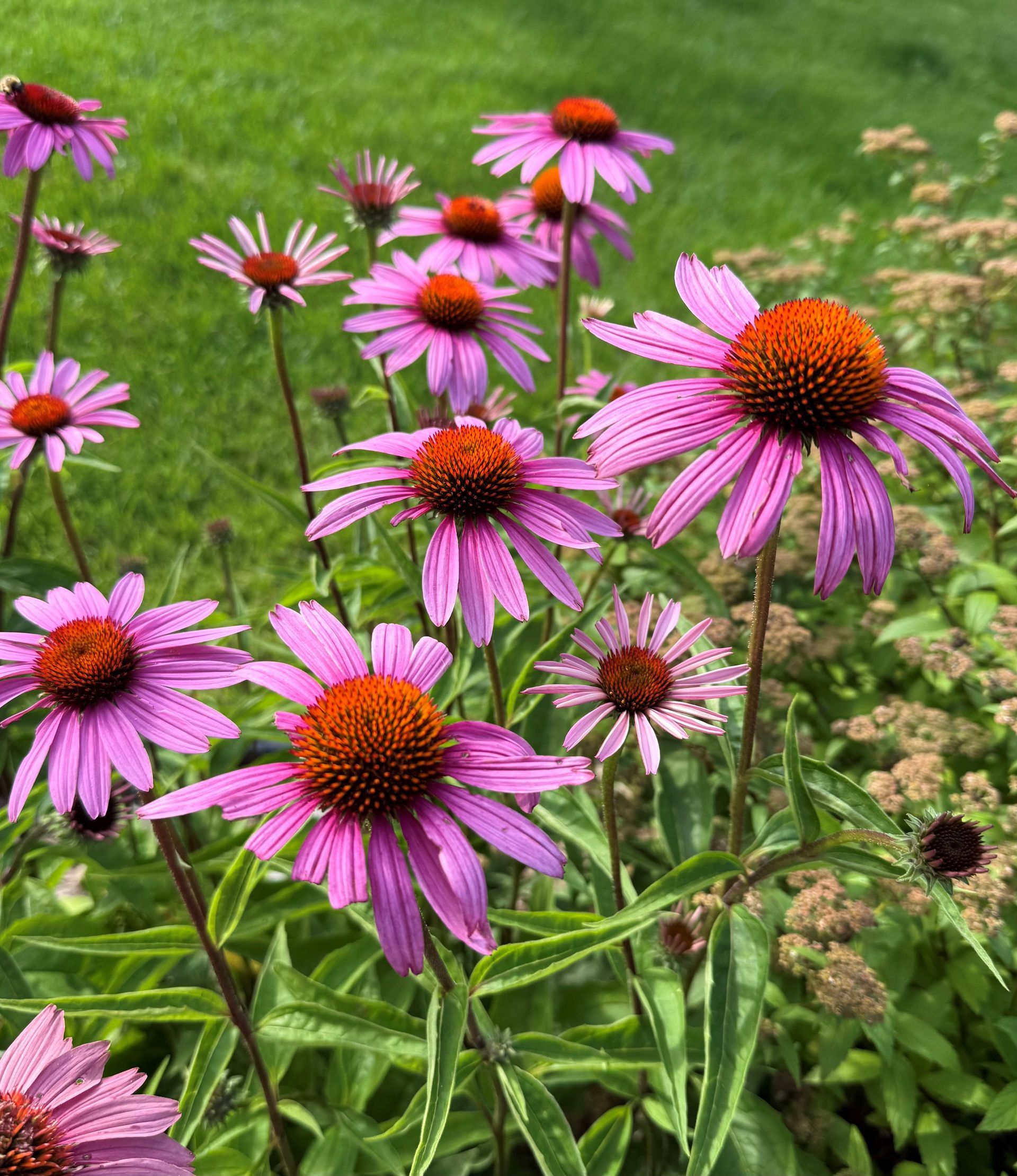 Summer photo of pink coneflowers with green background