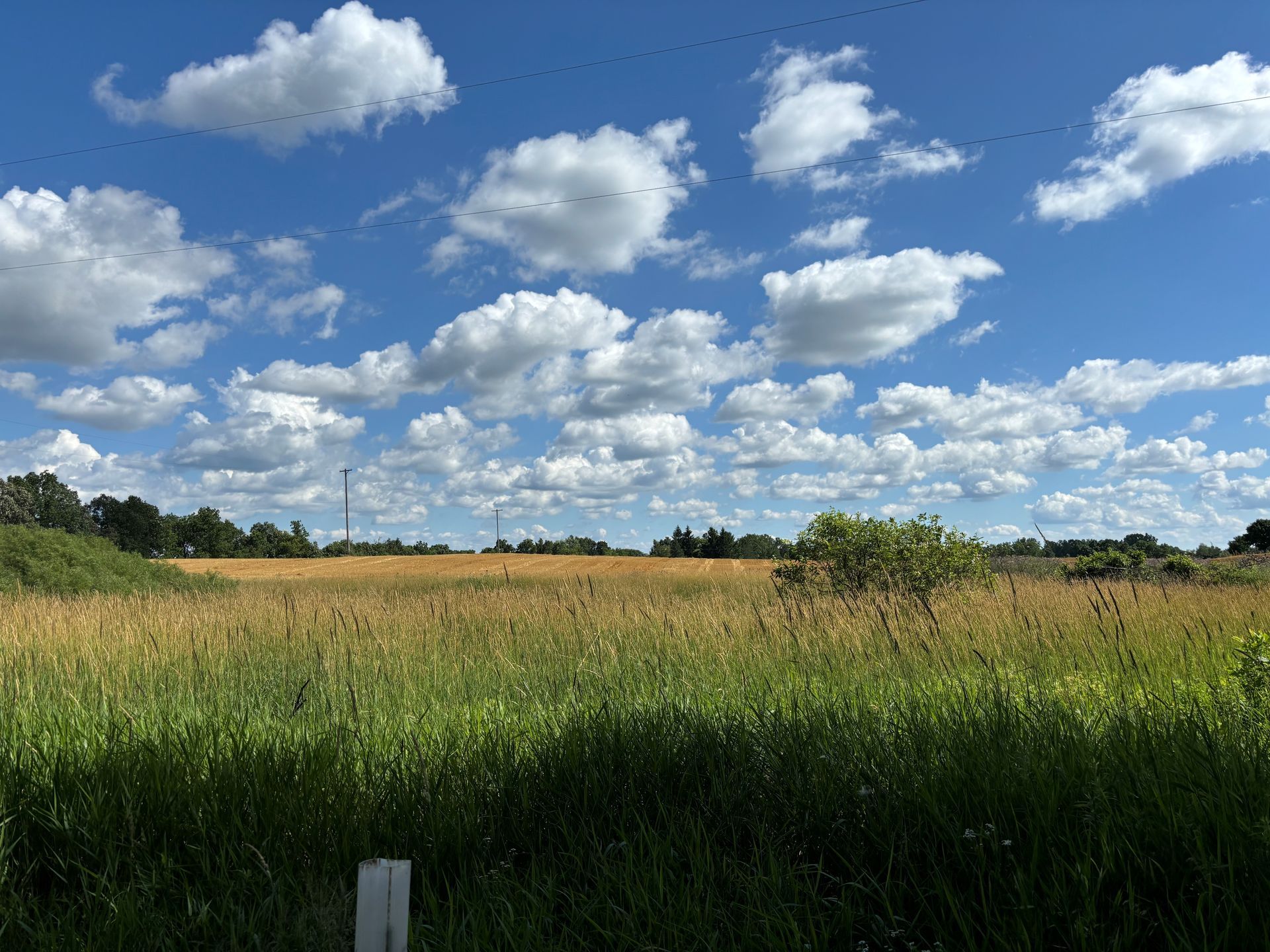 Photo of grasses, cut wheat and blue sky with clouds.