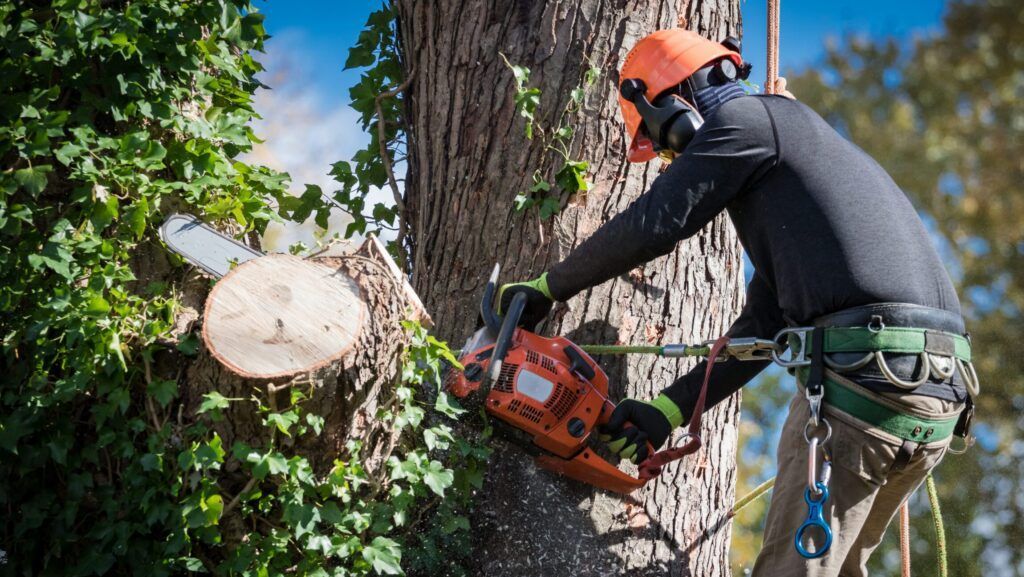 Arborist in orange helmet cutting a large tree trunk with a chainsaw outdoors