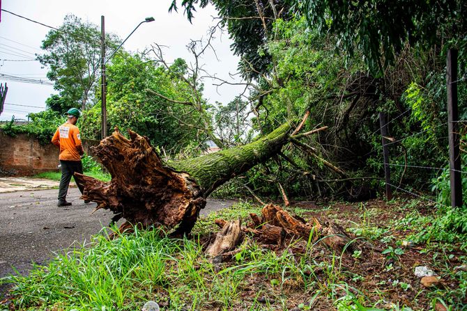 Uprooted tree blocks a road while a worker in an orange shirt stands nearby after a storm