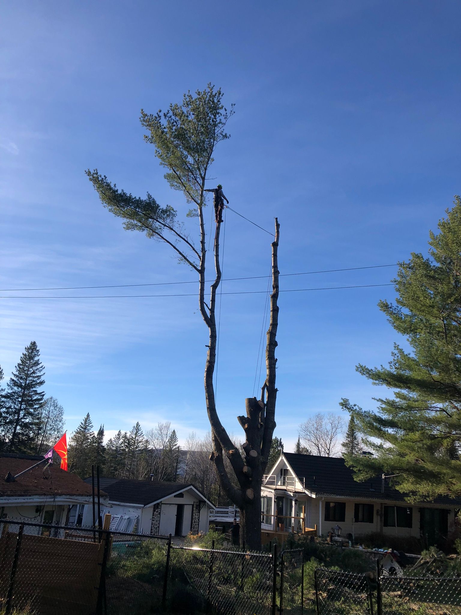 Nicolas Lawlor émondeur dans un arbre