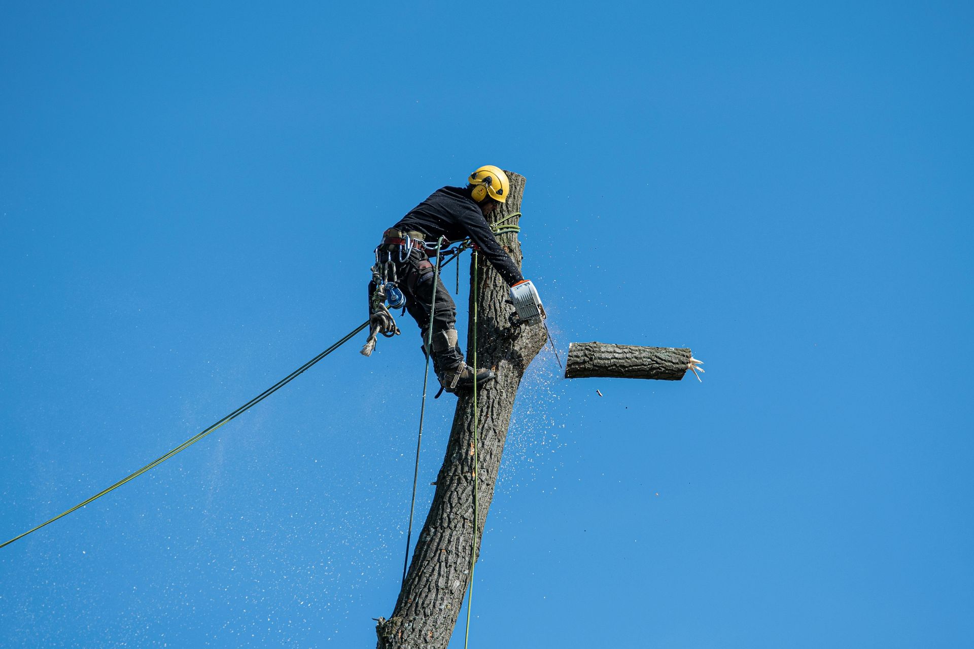 émondage d'un arbre