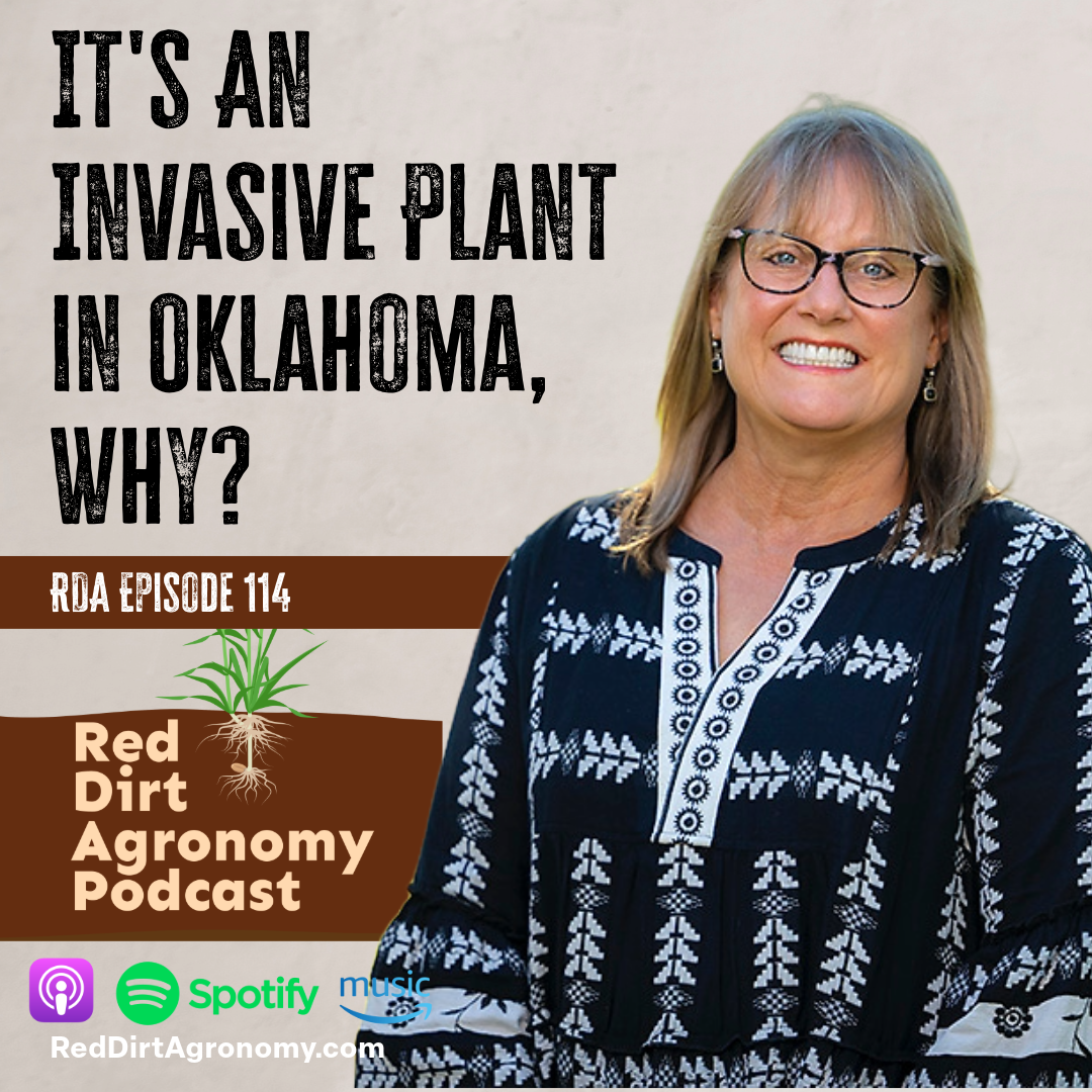 Podcast promo: smiling woman beside text “It’s an invasive plant in Oklahoma, why?” Red Dirt Agronomy Podcast, episode 114.