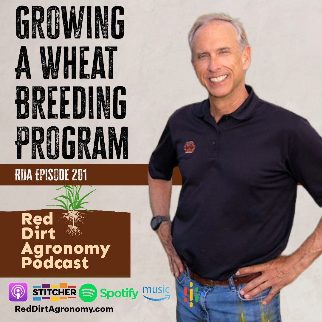 Podcast cover: “Growing a Wheat Breeding Program” with a smiling man beside wheat graphic, Red Dirt Agronomy Podcast logo