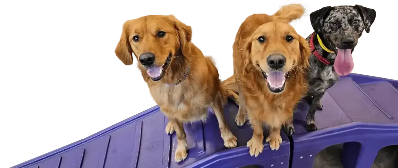 Three dogs standing on purple ramps, two golden and one black with tongue out