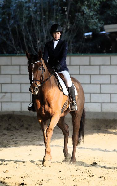 fantina su cavallo marrone in un maneggio