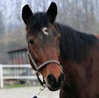 pony Tali
