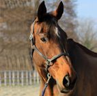 cavallo Bartabas
