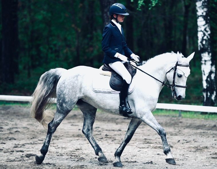 dressage