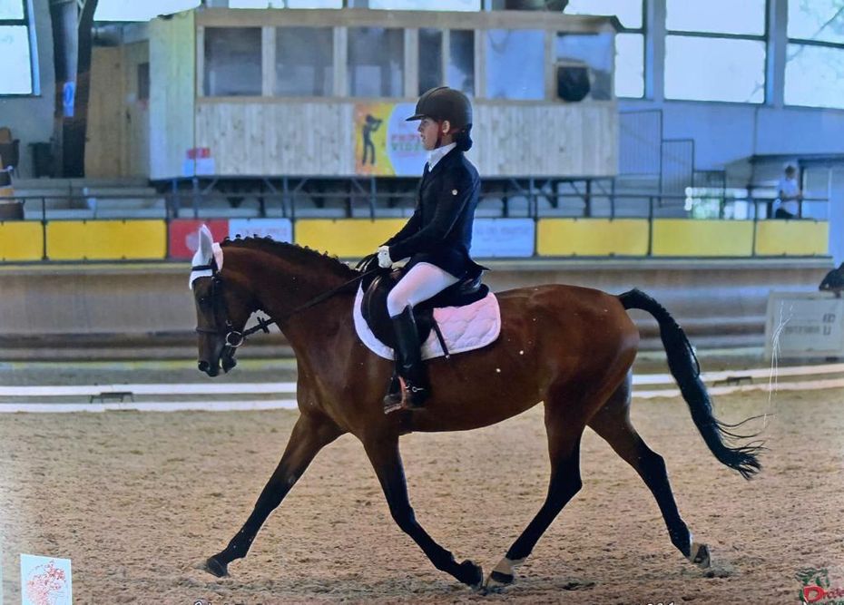 cavallo marrone con muso bianco