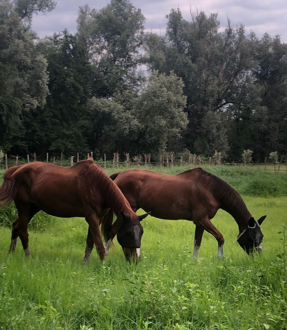 tre bambini a lezione di equitazione