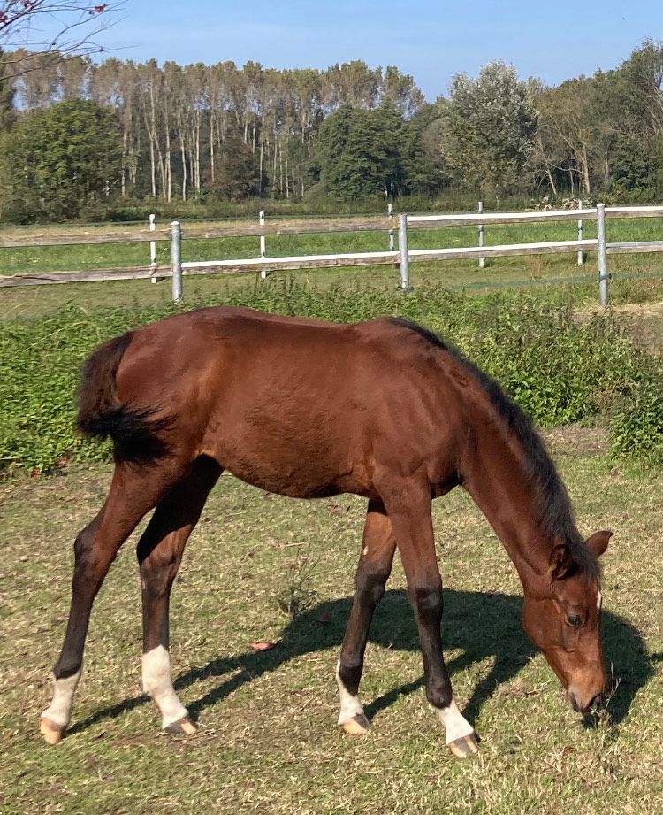 bambina che dà da mangiare a un cavallo