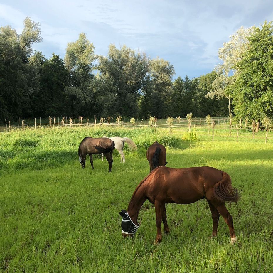 sentiero per equitazione