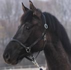 cavallo Riccardo