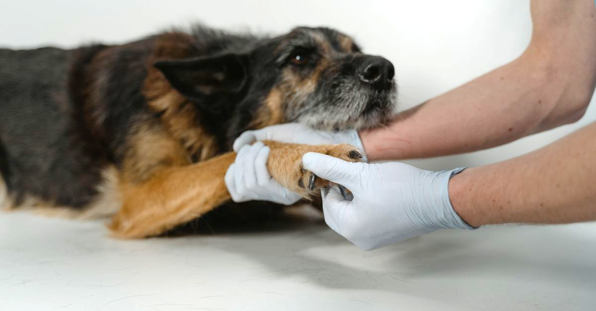 Examen veterinario de la pata de un perro mientras una persona con guantes la examina