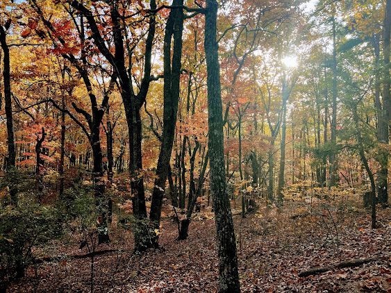 Sunlit autumn forest with tall trees, orange leaves, and a leaf-covered ground