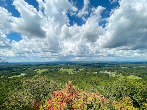 Panoramic view of lush green forest under a bright blue sky with dramatic white clouds