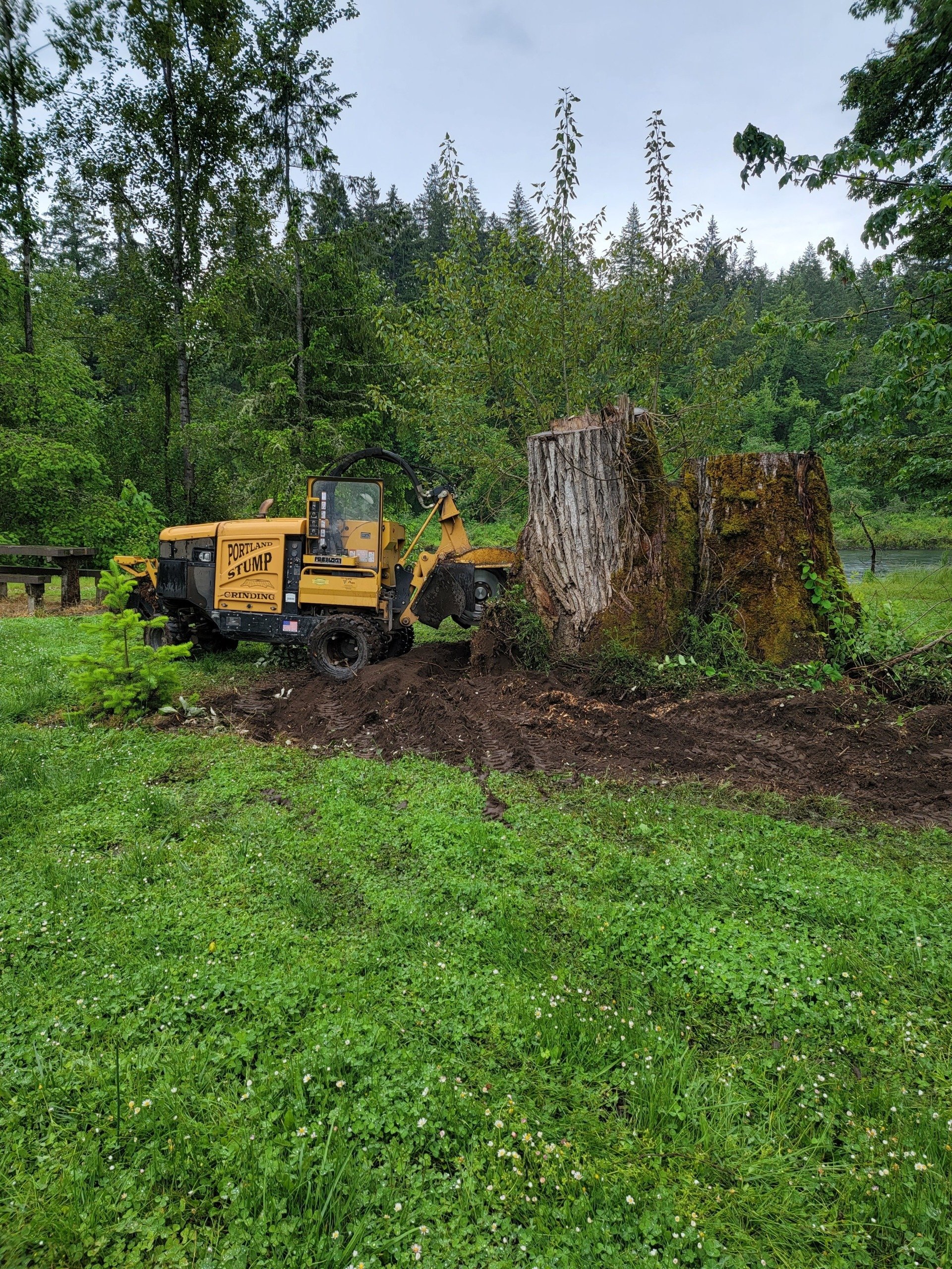 Gallery | Portland Stump Grinding