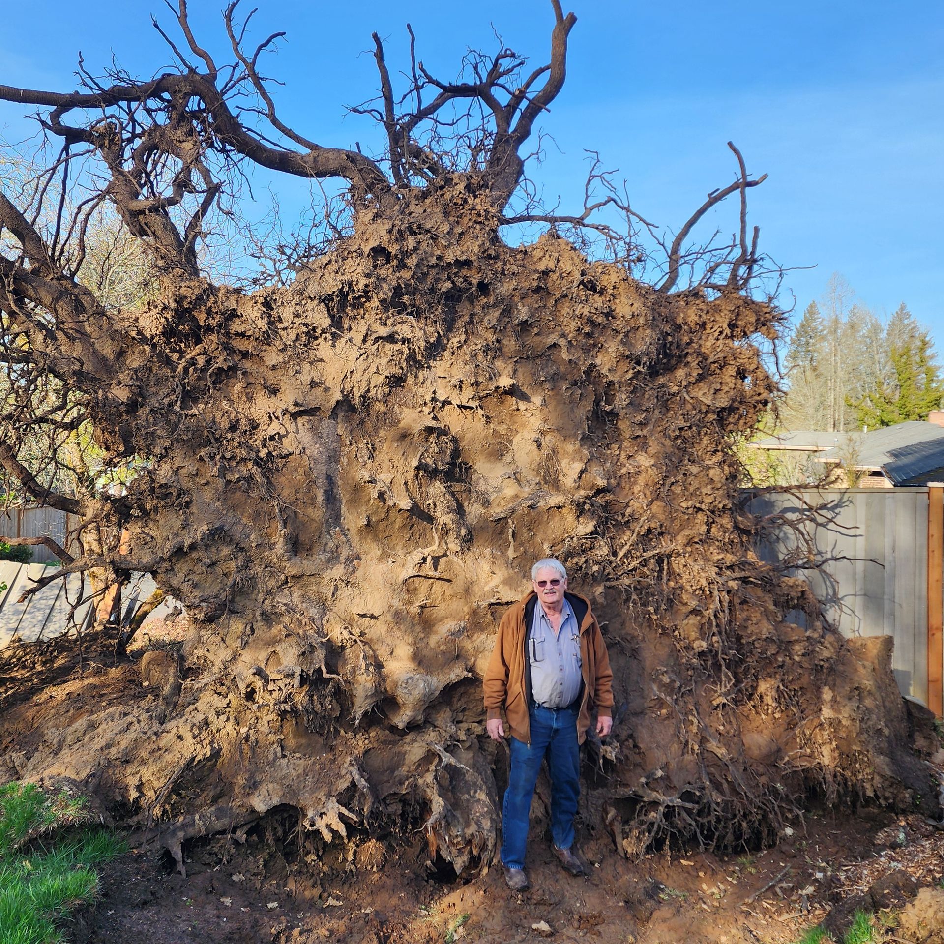 Stump Grinding & Removal in Portland, OR | Portland Stump Grinding