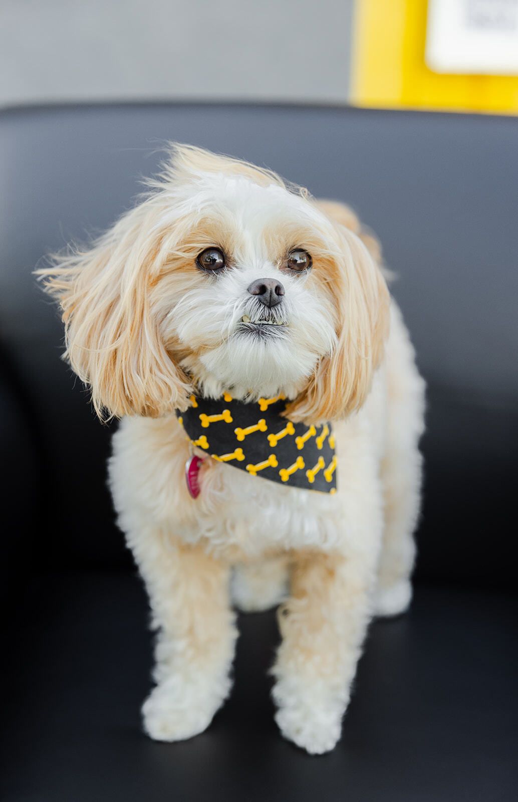 Fluffy, light-colored dog with a bone-patterned bandana, sitting on a black surface. | Marcos Auto Service