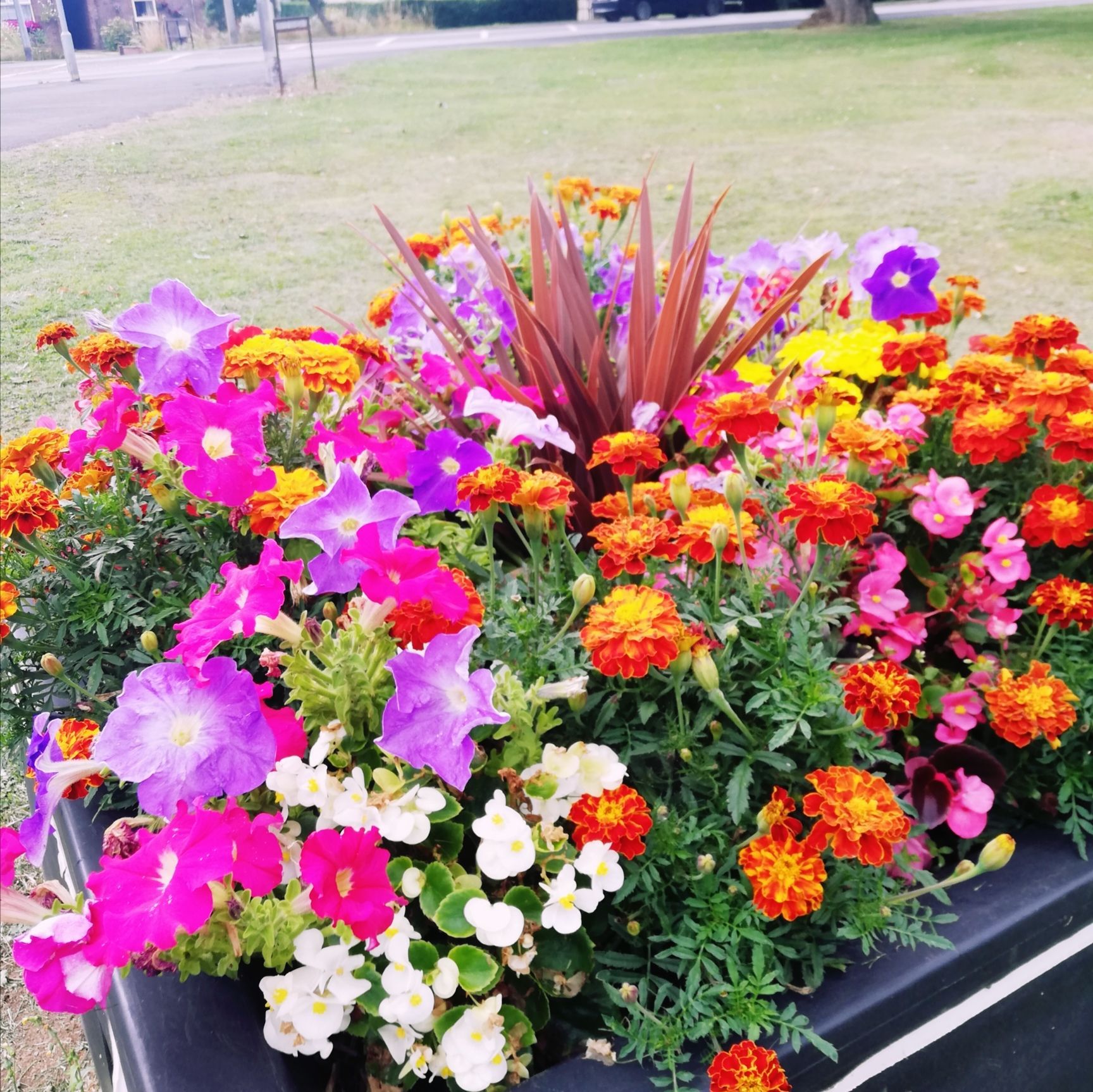Adopt A Planter 2026