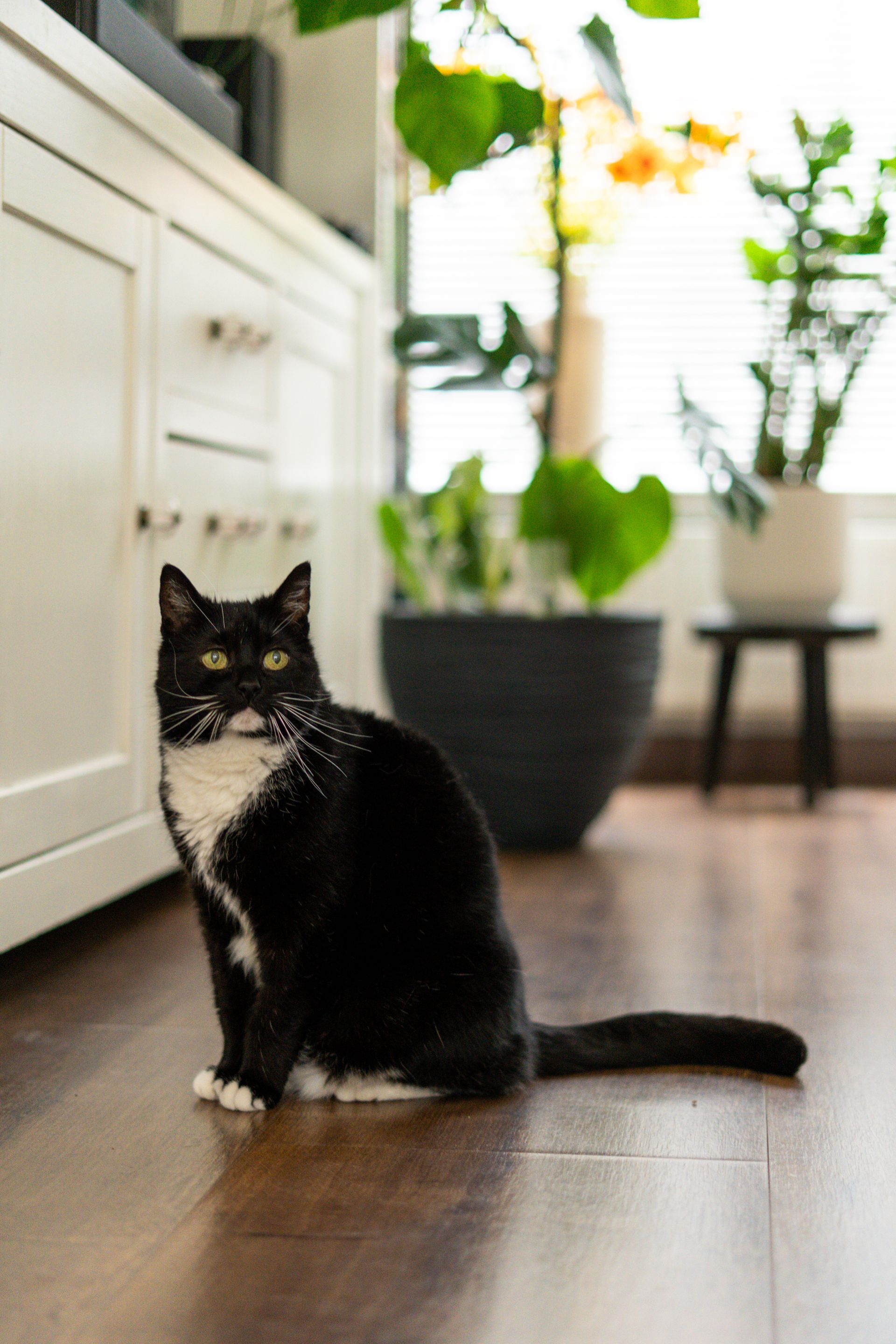 A relaxed cat enjoying the sun in its own living room.
