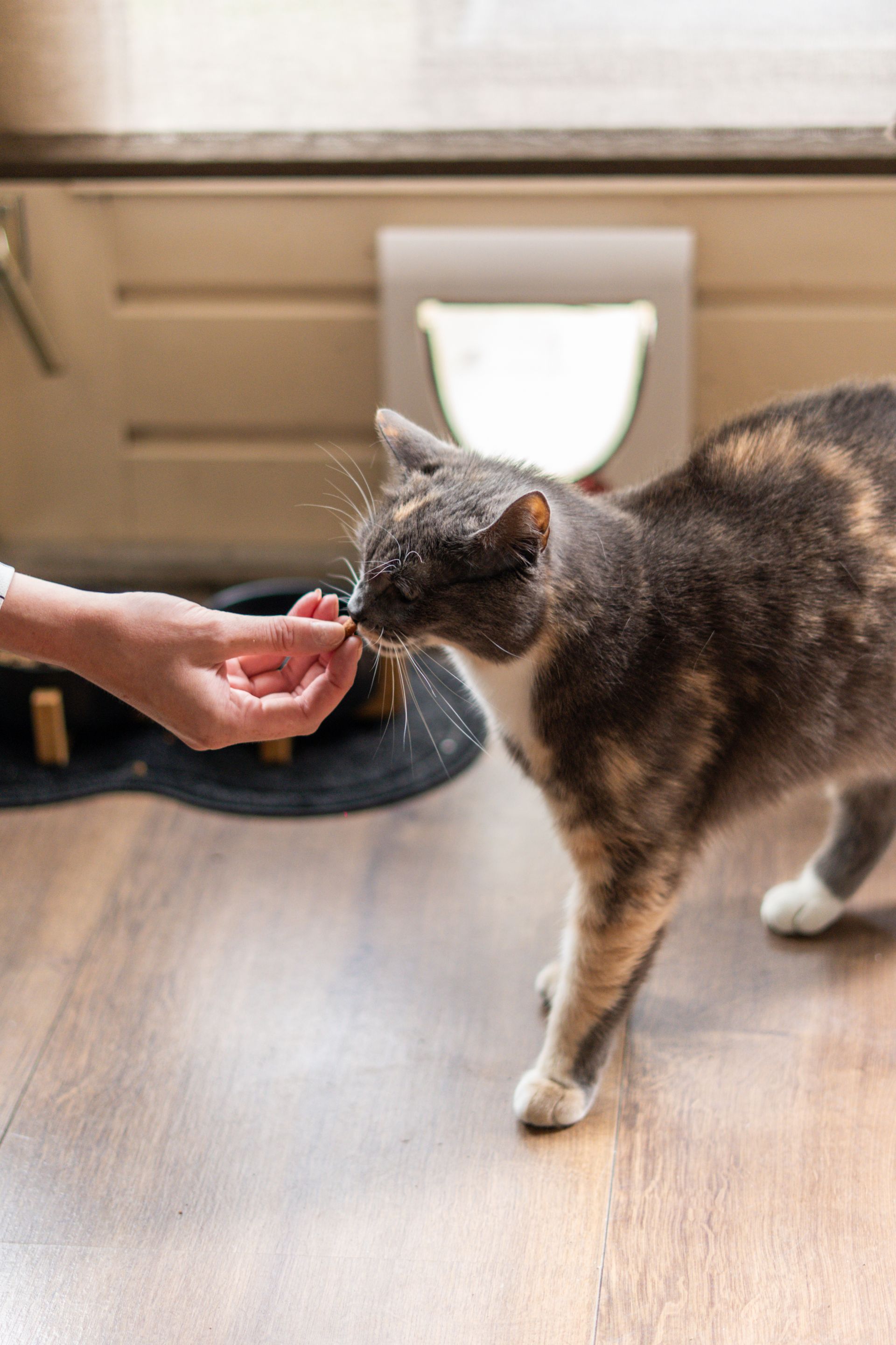 Friendly pet sitter meeting a dog for a consultation.