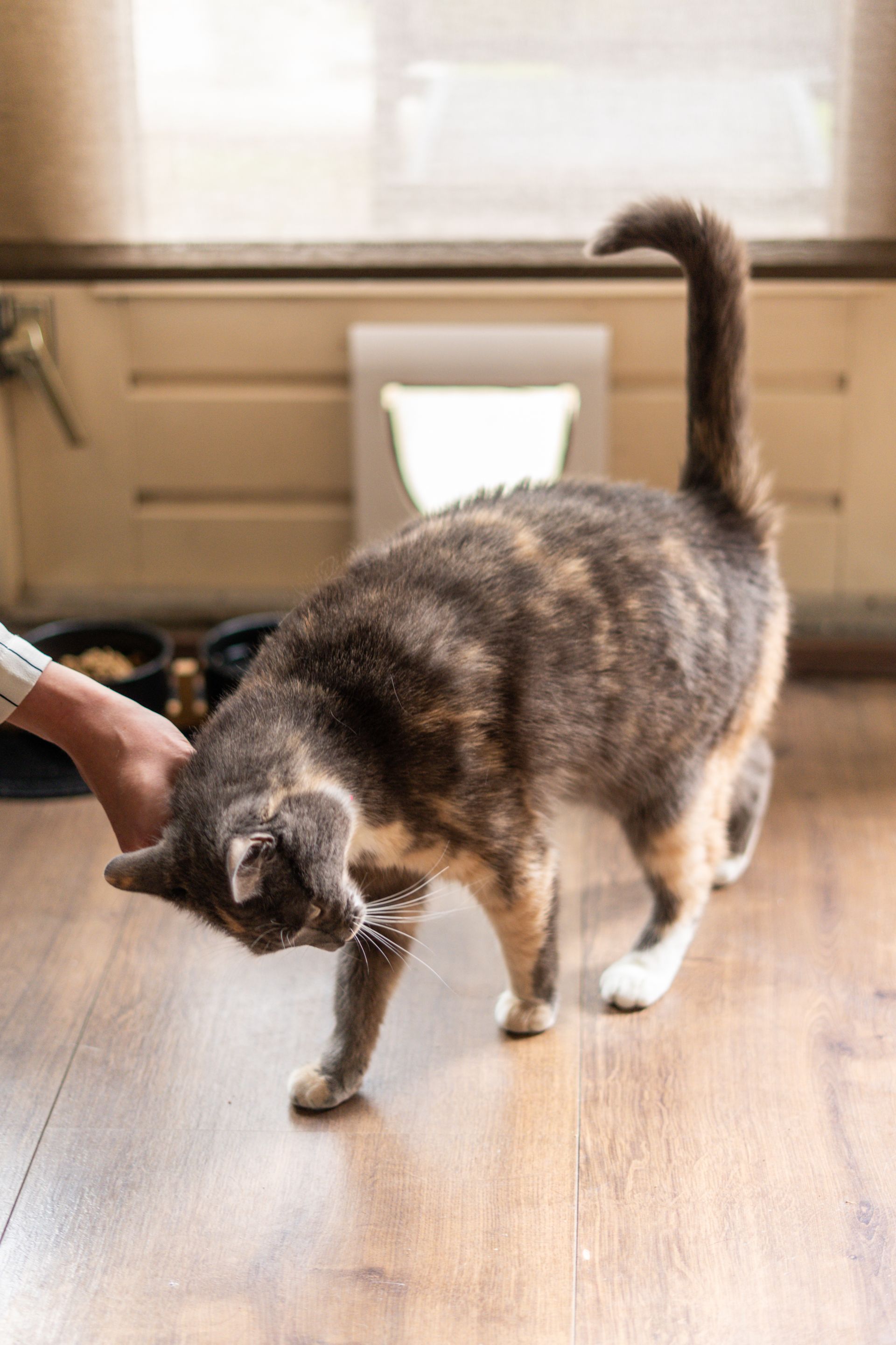 A cat purring while being petted