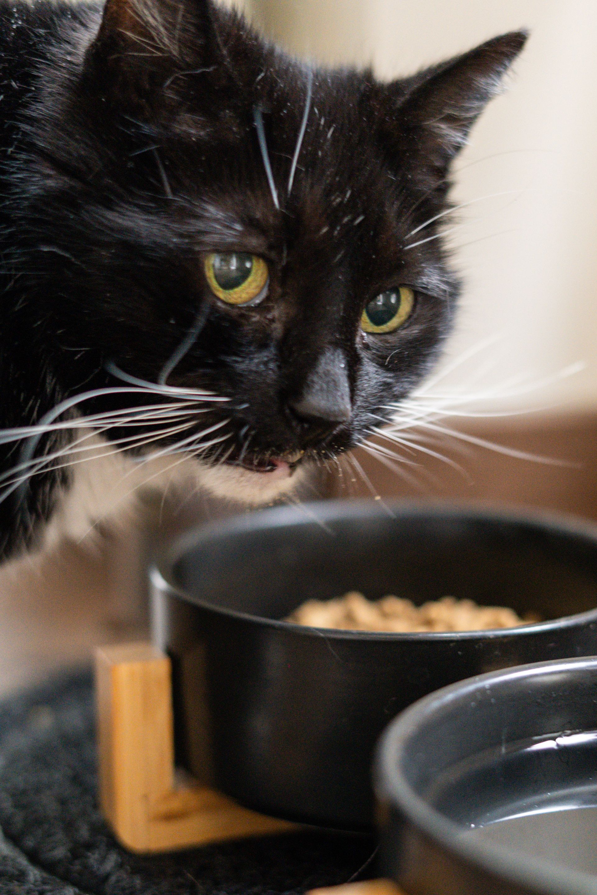 Black-and-white cat sniffing a bowl of food beside a water dish