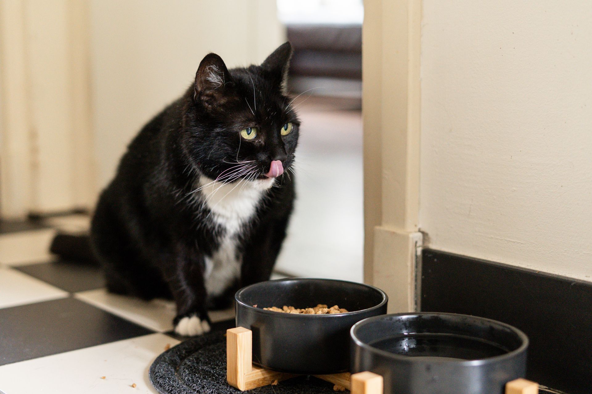 Luna Tailored Pet Care taking care of cat