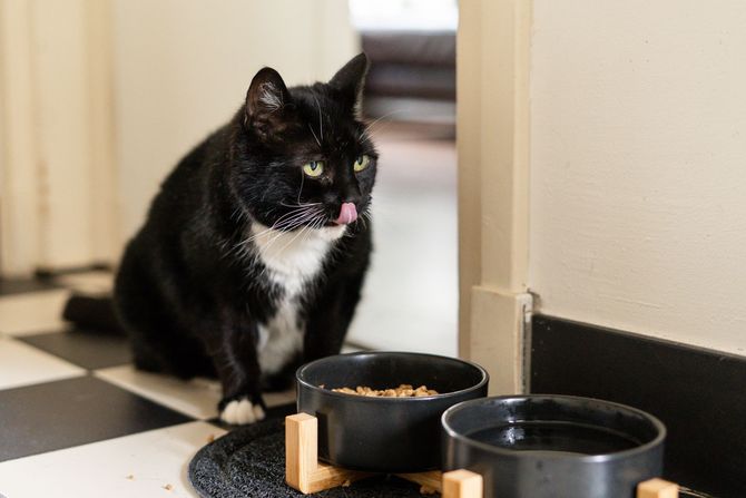 Luna Tailored Pet Care taking care of cat