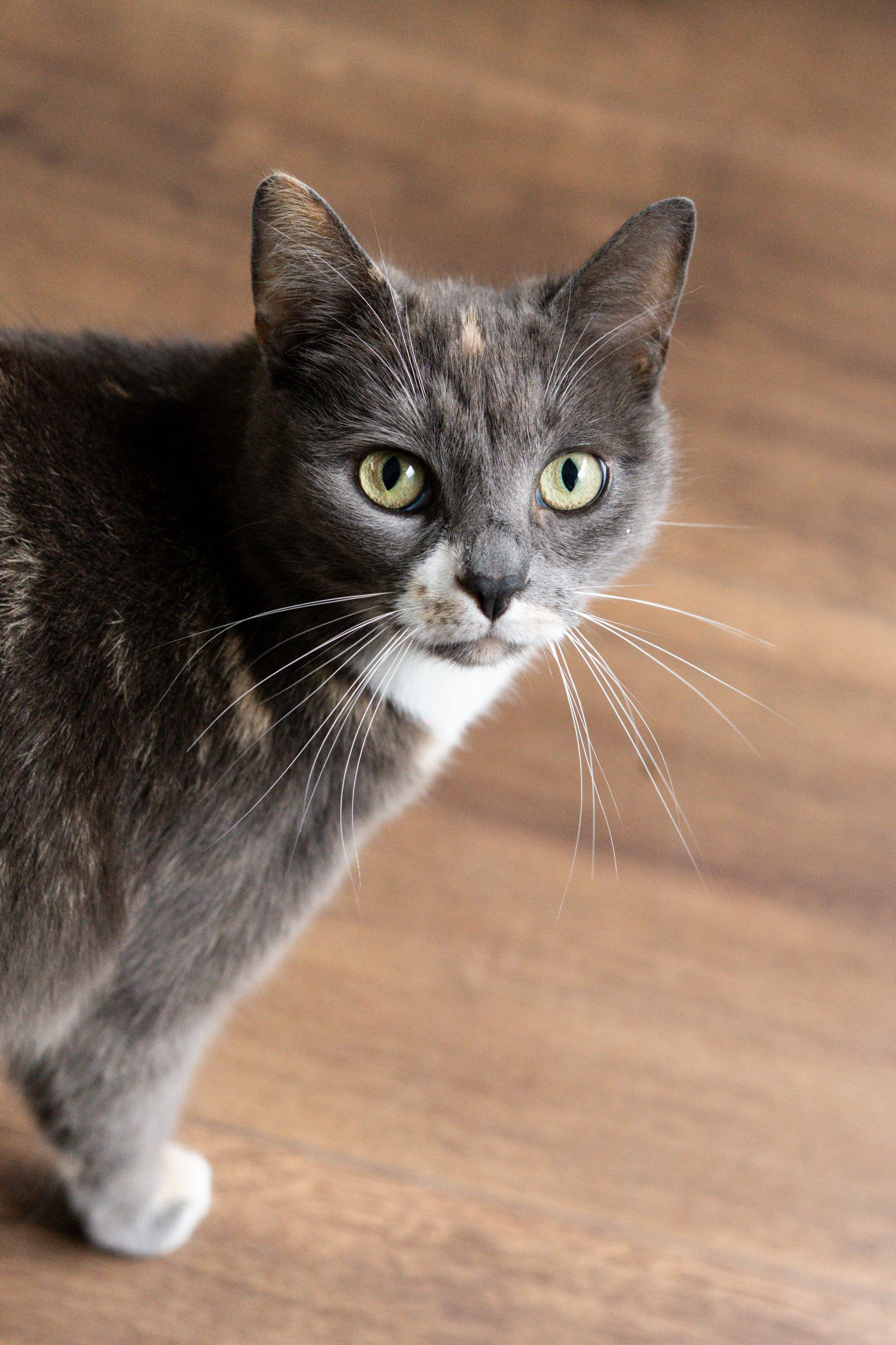 Gray cat with green eyes standing on a wooden floor, looking at the camera